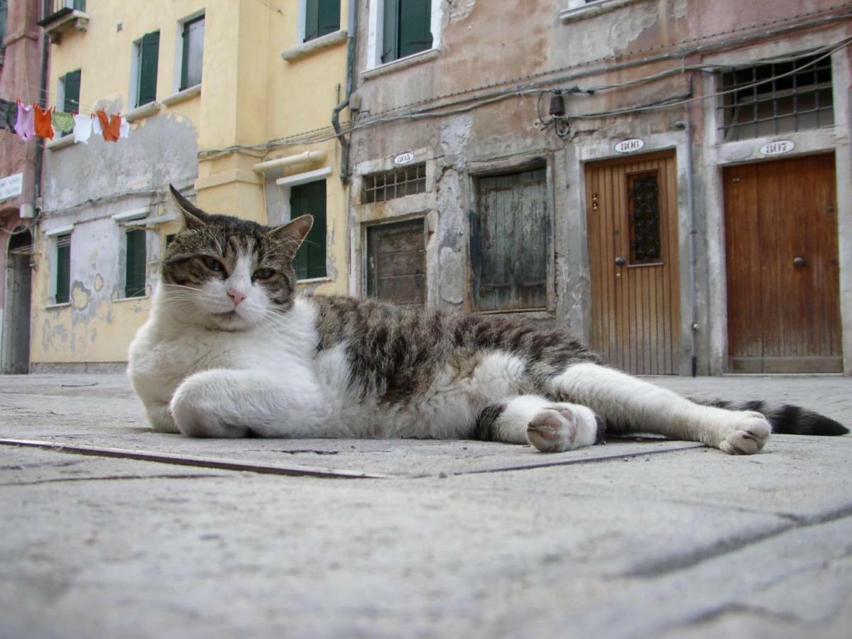 Apartment Essence Of Venedig Exterior foto